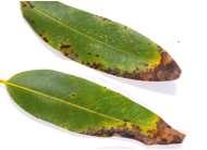 leaves, highly infectious Leaves, petioles,