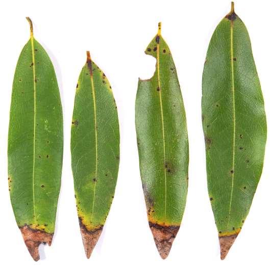 leaf tips and/or blotches Symptoms occur where water collects on the leaf.