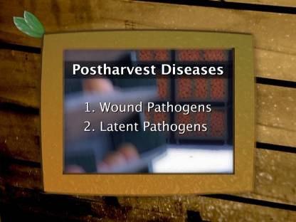 Postharvest Disease Groups Although there are about fourteen fungal postharvest diseases that we have to contend with, 80 to 90 percent of postharvest losses are caused by only about one quarter of