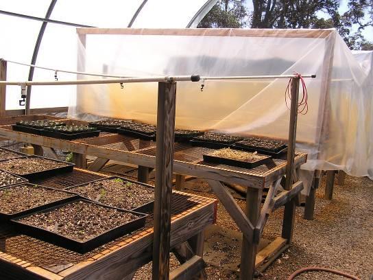 Pots Germinating Seeds in Trays Growing-Out Plants In Containers Seed