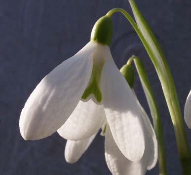 Galanthus Ramsay I showed this neat wee snowdrop a few weeks ago as it was