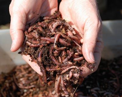 Association News July Meeting Program Gardening with Worms! Gail Johnson, GCMG, presented the July educational program to the Guadalupe County Master Gardener membership.