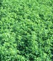 Alfalfa Comments: Alfalfa is a cool season perennial legume. It is often referred to as the queen of forages. Alfalfa is high yielding, of great nutritional quality and highly palatable.