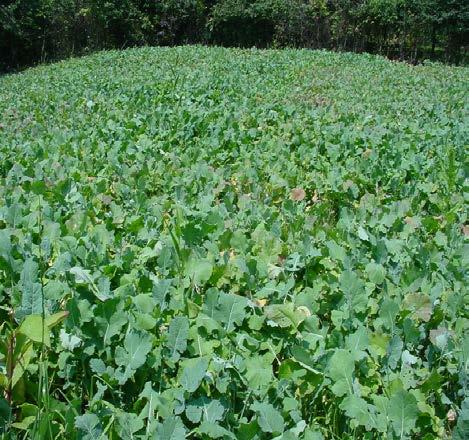 Brassicas Turnips/Kale/Rape Brassicas seeded into Roundup treated, light disc, & broadcast 5 lb. A Brassicas members of the turnip family are cool-season annual plants.