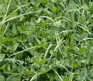 Chicory can be managed by itself or included in a forage mixture. However, chicory is probably best utilized when included in a perennial mixture with a clover.