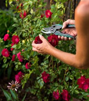 Like vegetable gardens, flower gardens also blossom more vibrantly and beautifully with the use of Epsom Salt in the soil and as a liquid solution.
