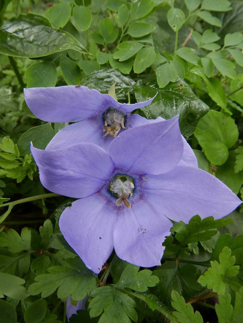 Codonopsis grey-wilsonii Late summer flowers include the