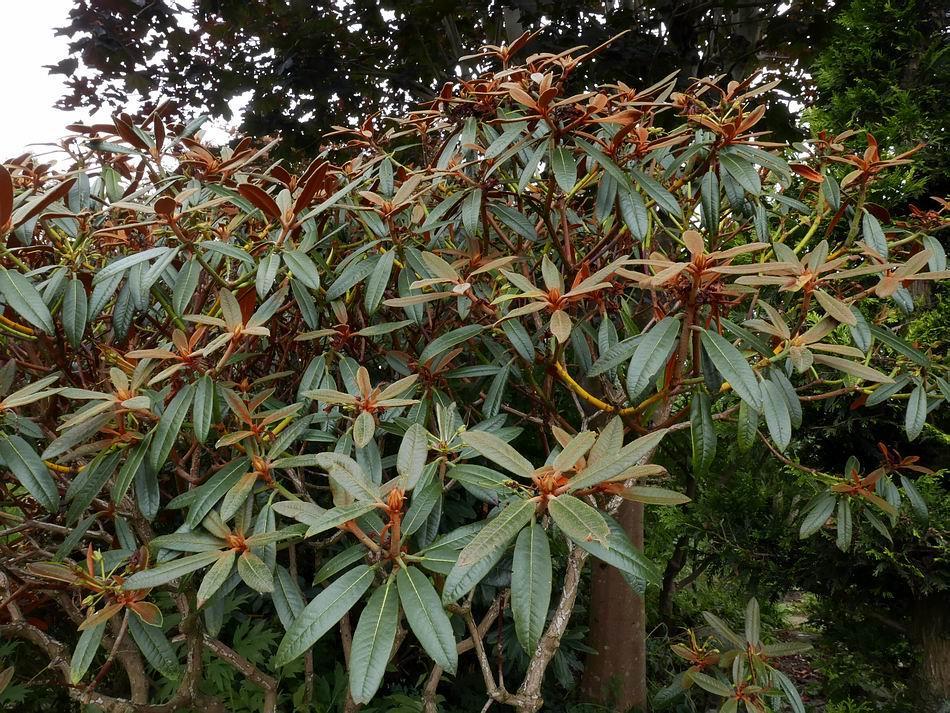Rhododendron elegantulum This summer s weather has not been ideal for the large Rhododendrons either.