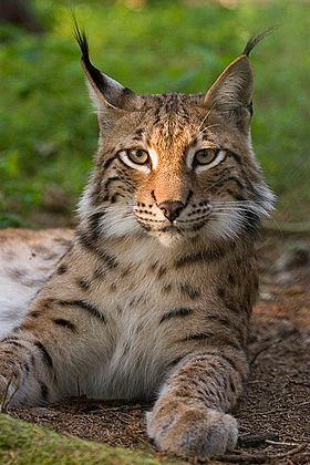 Conference Large carnivores protection in the Carpathians Project financed from: AAP Advisory