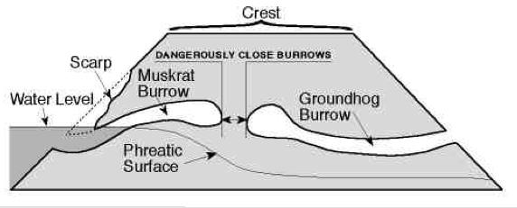 Levee Animal Burrow Impacts (Reported by others) Schematic from Truckee canal failure