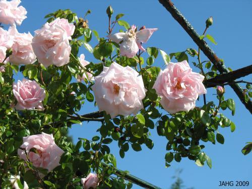 New Dawn Rose was selected as an element in this garden due to its prolific blooms and excellent climbing trait.