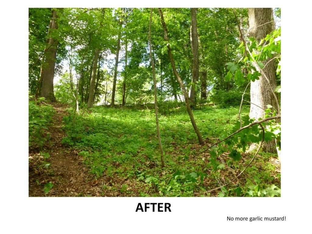 AmeriCorps made a huge difference in this area by removing the garlic mustard.