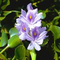 Page 1 of 5 Water Hyacinth (Eichhornia crassipes) (Photo credit: University of Florida, IFAS, Center for Aquatic Plants, http://aquat1.ifas.ufl.edu/hyacin2.