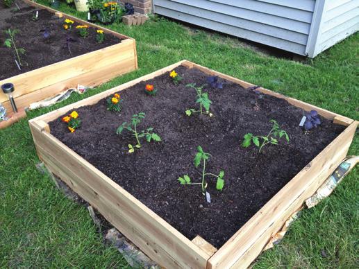 Raised garden beds solve the issue of amending the soil to make it acceptable for gardening.
