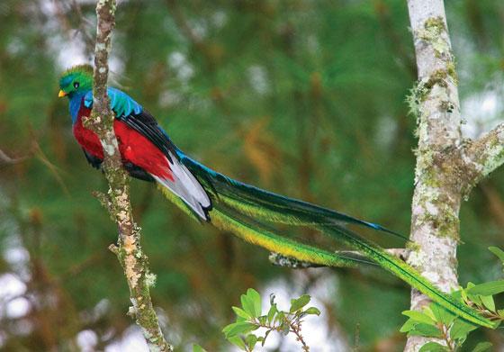 On a walking tour of the rainforest, everyone spoke in hushed tones and gazed skyward, hoping for a glimpse of the elusive quetzal. I must admit I didn't quite understand the fascination.