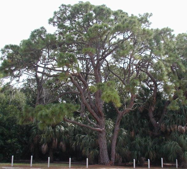densa Slash Pine