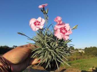 Dianthus Scent from