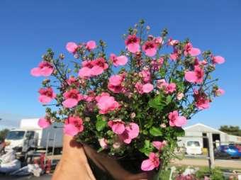Diascia Darla Rose 140mm THEY RE BACK AFTER A FEW YEARS OFF THE MENU OUR FAVOURITE