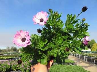 Osteospermum Sunny Pixie Bicolour 140mm A