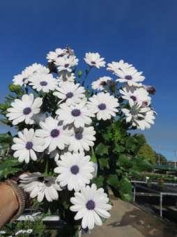 Osteospermum Sunny Pixie White - 140mm A