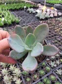 Succulent Assorted Mix 100mm WE ARE