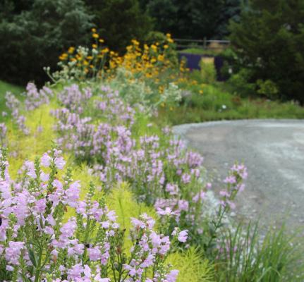 Obedient plant is repeated in this bioswale to provide both color and a mass pollinator event each season.