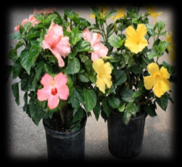 00 12 Hibiscus Tree - Red, Pink, Yellow 30.00 14 Hibiscus Tree - Red and Pink 45.00 TRELLIS MATERIAL 6 Mandevilla Hoop - Pink 9.