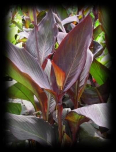 Description Price TROPICALS - Non Blooming, great foliage & color!