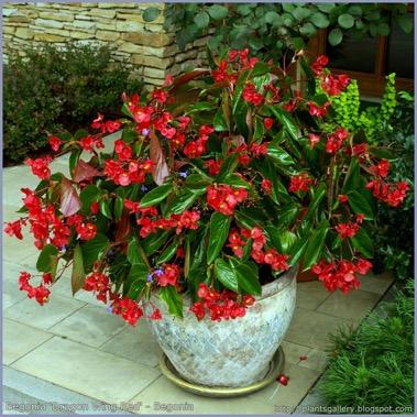 Red Begonia, 