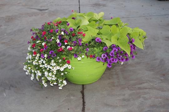 Planters & Hanging Baskets Available in 10-inch, 12-inch, 14-inch sizes We