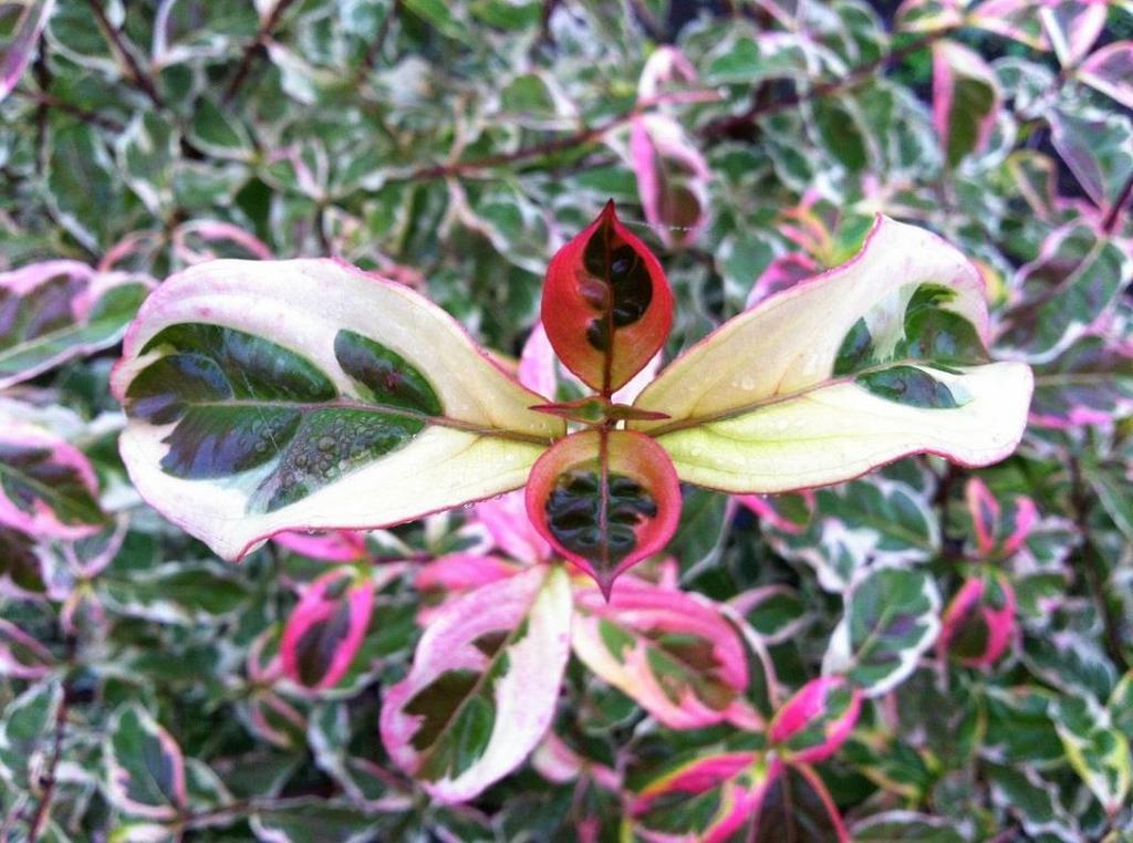 Cornus Variegated Stellar Pink 'KV10-105v1 Who needs another variegated dogwood? Most agree there are simply too many, but this selection is distinctively different, a keeper.