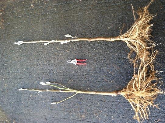 Top-dress fertilizer after they leaf out to avoid burning new roots because some brands of incorporated slow-release N-P-K can burn roots early in the season.