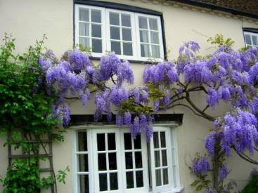 Wisteria macrostachya 'Blue Moon' Extremely hardy, but Kentucky Wisteria is also well-adapted in the Deep South.