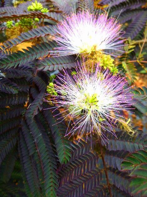 Opportunity item Albizia julibrissin 'Summer Chocolate' Remember the Brothers Grimm fairy tale of the frog turning into a prince?