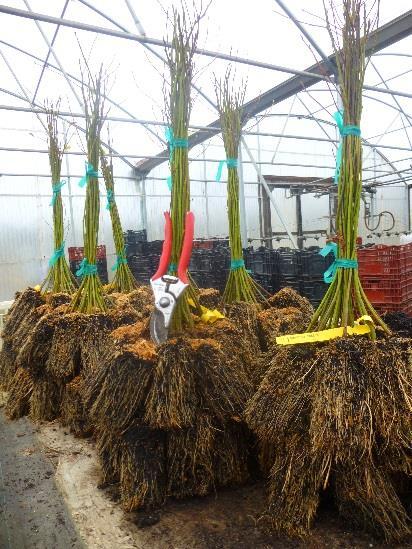 Opportunity plant Sassafras albidum Check out these roots! Large Plug $2.65 Iconic native from the Eastern US. Easy-to-grow, of modest size in most landscapes, and not picky as to soil or moisture.