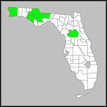 Species Distribution within Florida Hydrangea quercifolia, a perennial deciduous shrub, to small tree, is *vouchered in only ten counties in Florida, primarily in the western panhandle.