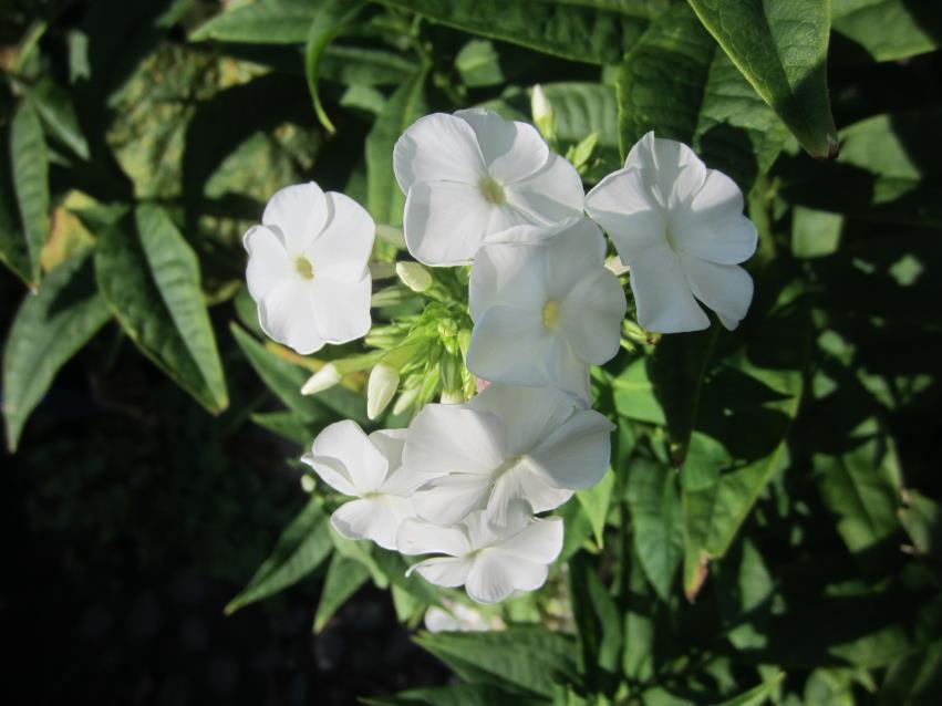 Phlox Jaden, 7 th Grade Phlox is a perennial wildflower and produces masses of blossoms that attract butterflies and birds to gardens.