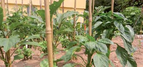 n e w BAMBOO UP Natural looking VEGETABLES size colour prod.
