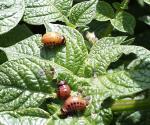 Lessons Learned 4) Potato beetle They are STILL here after 3 years without potato crops http://www.