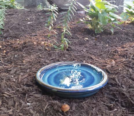 From the BASIC Choose your water feature based on your yard s size and your