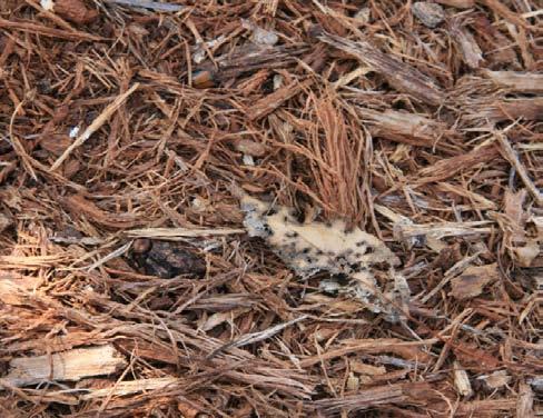 bacteria that will improve your yard s health! Mulch releases helpful nutrients and gives your yard a polished look.