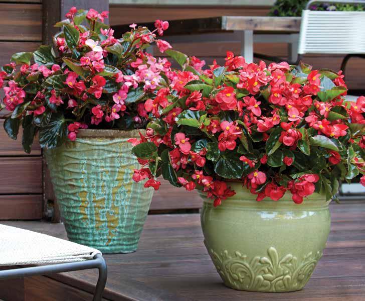 Temperatures can be lowered to 60 65 F toward the end of crop times for toning the plants. Avoid over-watering and over-feeding Begonias.