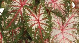 Caladium Continued They are sensitive to cool temperatures. Inspect tubers upon delivery. They should be rubbery and firm.