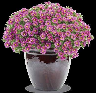 Calibrachoa Continued Supernova treated liners are highly recommended for growers small container uses.