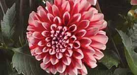 Dahlia Dahlightful, Dalina, and Mystic Illusion ph: 5.8 6.2 EC: (2:1 extraction method).6.9 Constant feeding at 100ppm 150ppm nitrogen with a fertilizer selected for grower s water quality and soil mix is recommended.