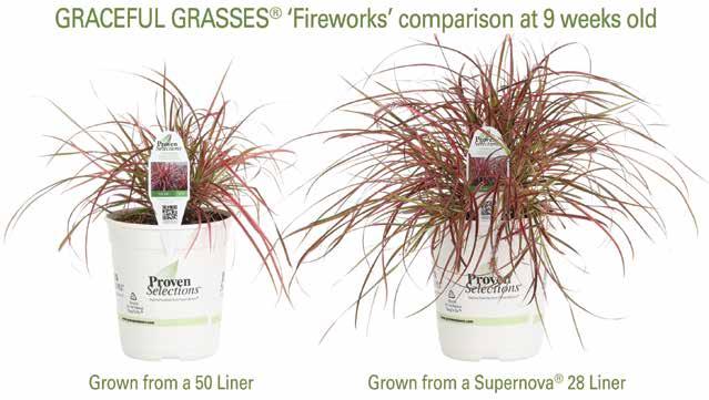Grasses Continued Use the proper growing environments to ensure proper growth.