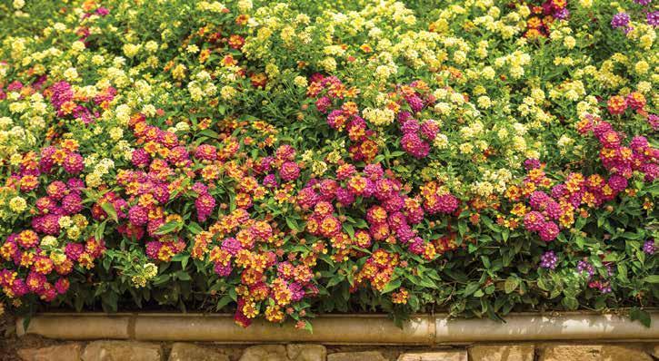 Lantana Continued There should be little instance of disease if basic cultural guidelines are followed. Botrytis and root rots can occur in poor growing conditions if plants are kept too wet.