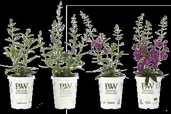 Angelonia Angelface ph: 5.8 6.2 EC: (2:1 extraction method).6.9 Constant feeding at 150ppm 200ppm nitrogen with a fertilizer selected for grower s water quality and soil mix is recommended.