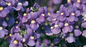 Nemesia Continued Watering practices, weather, and greenhouse environment can greatly affect plant growth and performance.