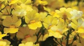 Nemesia Continued OUTDOOR GROWING SCHEDULE Sunsatia Nemesia can be grown outdoors in the second earliest spring conditions (approximately frost to 28 F, or midto late April in Michigan), if frost